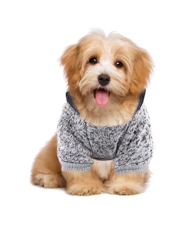 Waterproof dog coat winter warm jacket dog puppy sweater boy for little with bag-warm dog medium hoodie autumn clothing winter fleece pet clothing dogs (1107debkb-gray l) l 1107debkb-gray