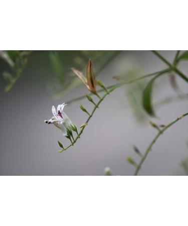 CIENPORCIENNATU RESILIENS PROTECT 30cap is a capsule that simplifies daily nutrient intake It is taken regularly according to the indicated dosage The package contains 30 capsules The aa - Buy Online on GoSupps.com