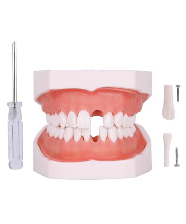 Typodont Teeth Model - Removable Tooth Teach Practice Model Teaching Study Typodont Demonstration Model Come with a Small Screwdriver 28 teeth