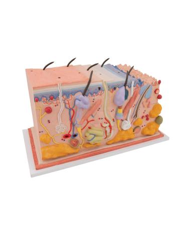 3B Scientific J13 Skin Block Model 70 Times Full-Size 17.3-Inchx9.4-Inchx9.1-Inch - Buy Online on GoSupps.com