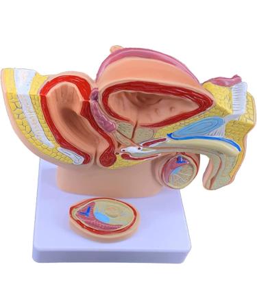 Male Pelvis Male Reproductive System Anatomy Model 1:2 Life Size Male Pelvis Anatomy with Genital Model Male Prostate Pelvic Reproductive Urinary System Model for School Teaching Display