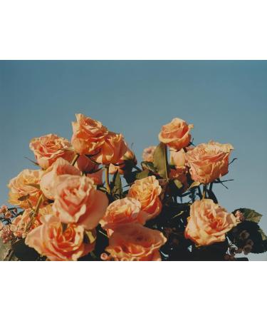 L'Occitane Rose Body Lotion 8.4 oz - Hydrating Formula for Soft Skin - Buy Online on GoSupps.com