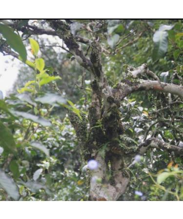 HQZM Premium 357g Yiwu Big Tree Puerh Raw Tea Cake Spring Tea Fragrant with Tea Aroma - Buy Online on GoSupps.com