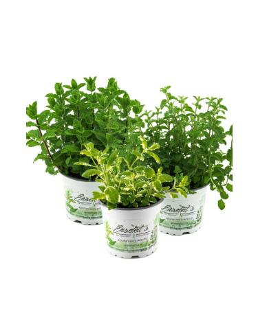 Herbal Set Mint - Moroccan Mint Pineapple Mint & Strawberry Mint