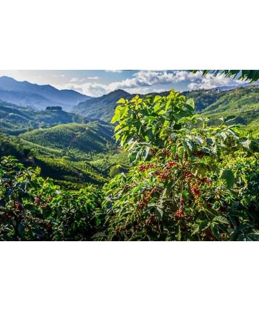 Kirkland Signature Sumatran Whole Bean Coffee- Whole Bean - 100% Arabica Coffee - Dark Roast - 907g - Buy Online on GoSupps.com