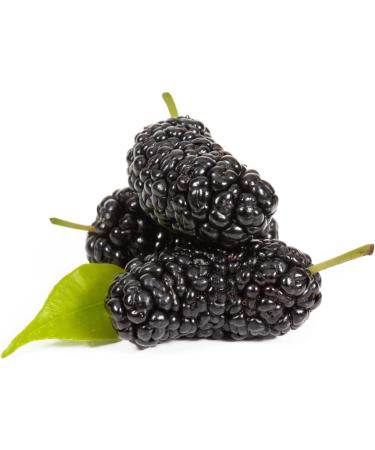 Organic Black Mulberry Extract - Black Mulberry Extract - 330ml Glass Bottle - Cold Pressed - 100% Natural / No Colourings / No Preservatives / Gluten Free / Vegan - Buy Online on GoSupps.com