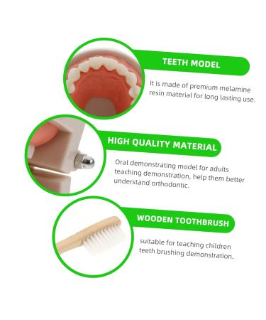 Solustre Removable Tooth Model - Educational Oral Cavity Toy for Kids | Preschool Teaching Model for Dental Awareness - Buy Online on GoSupps.com