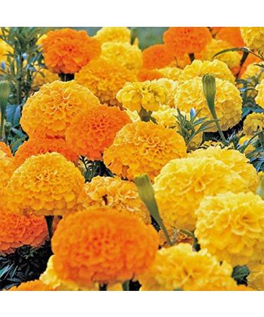 Portal Cool 20Pcs: 20 / 50Pcs Aglio Semi Puro Naturale ed Organico vegetale Sano B44G 01