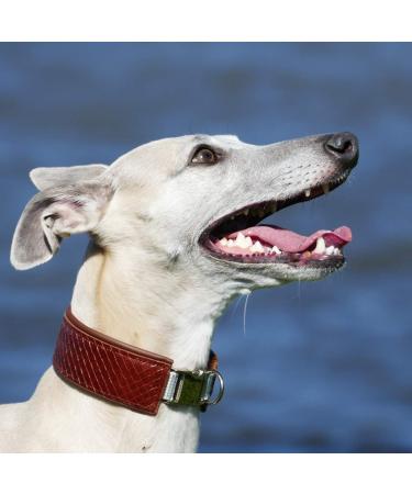 Leiky Dentanol Dental Care Powder for Dogs & Cats - 100g | Premium Oral Hygiene Solution for Pets | International Shipping Available - Buy Online on GoSupps.com