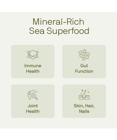 Nutriissa Seamoss Gummies Irish Sea Moss & Bladderwrack Blend for General Wellness EPEB Certified for Purity & Potency 60 Apple Flavored Vegan Gummies 60 Count (Pack of 1) - Buy Online on GoSupps.com