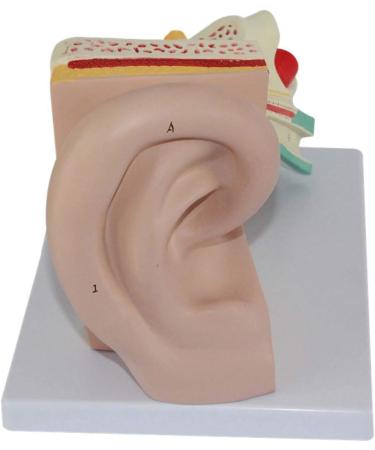 Human Ear Anatomy Model Zoom Model Removable Ear Structure Model Inner Ear Labyrinth Medical - Buy Online on GoSupps.com