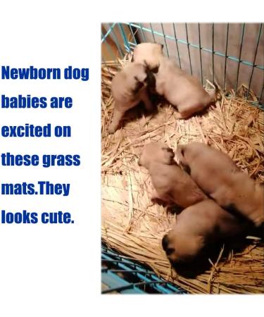 Grass Mat Woven Bed Mat for Small Animal Bunny Bedding Nest Chew Toy Bed Play Toy for Guinea Pig Parrot Rabbit Bunny Hamster Rat(Pack of 3) (3 Grass mats) Basic - Buy Online on GoSupps.com