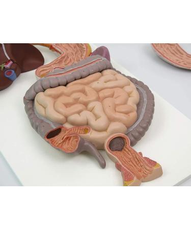 Human Digestive System Model - 3 Part Anatomical Display | Educational Tool for Anatomy Lessons - Buy Online on GoSupps.com