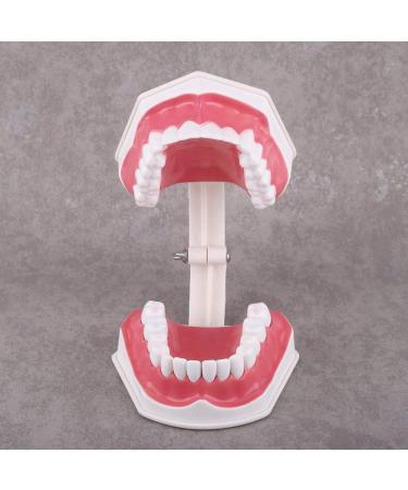 FafeICY 1PC 28 Teeth Teaching Toothbrush Model - Dentist Tool with Handy Toothbrush & Poster for Study Demonstration - Buy Online on GoSupps.com