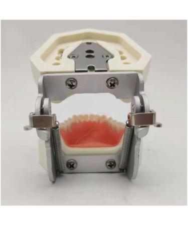 Dytah Typodont Troch Model - Realistic Dental Teaching Model with Removable Teeth for Adult Demonstration - International Shipping Available - Buy Online on GoSupps.com