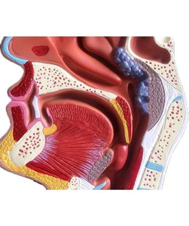 Nasal Cavity Throat Anatomical Model Pathological Nasal Pharyngeal Oropharyngeal Longitudinal Section Model - Buy Online on GoSupps.com