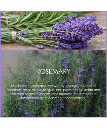 SALKING Rosemary Essential Oil 120ml - 100% Pure Natural Therapeutic Grade Aromatherapy Oil for Energy Boost and Nasal Congestion Relief - Fragrance Oil for Diffuser - Gift for Women - Buy Online on GoSupps.com