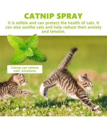 Herbal Cat Joy Spray Herbal Cats Catnip Spray for Cats Scratching Spray Mist Herbal Cats Spray Transparent Cats Behaviour Spray Space for Your Cats 100ML (1PC) - Buy Online on GoSupps.com
