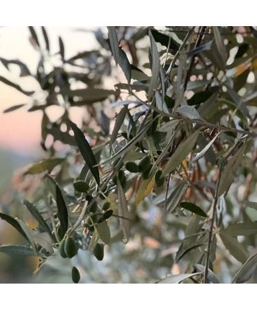  Olive Era Organic Hand and Body Soap with Olive Oil and Pomegranate Extract 400ml for All Skin Types - Buy Online on GoSupps.com