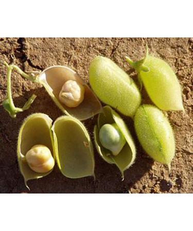 Organic Garbanzo Beans 5lb - Raw, Non-GMO, Kosher, Sproutable, Vegan, High in Dietary Fiber - Buy Online on GoSupps.com