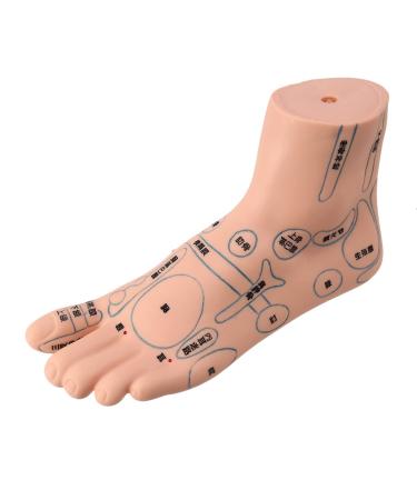 Mengmen 1 piece 19 cm foot reflexology model foot acupuncture needle acupuncture point model foot acupuncture point model left