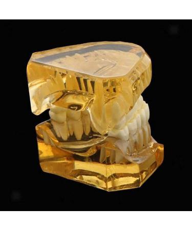 LBYLYH Adult Tooth Replica Model - Medical Dental Teaching Tool for Professionals - International Shipping Available - Buy Online on GoSupps.com