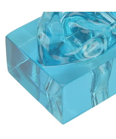 Acrylic Blue Transparent Waterproof Fake Right Ear Model for Sound Aid & Earwax Removal - Buy Online on GoSupps.com