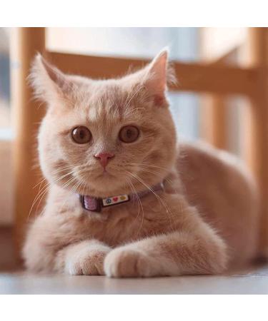 Pawtitas Reflective Cat Collar | Safety Buckle & Bell | Personalized & Customizable | Teal - Buy Online on GoSupps.com