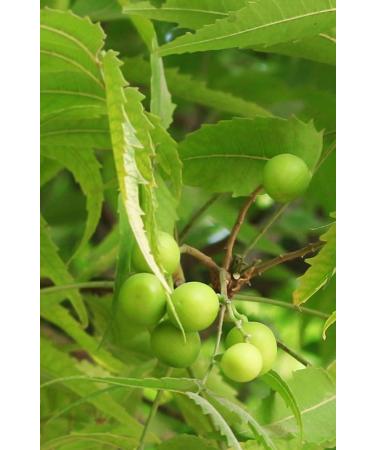 Khadi Neem Harmony Hair Oil - 100% Natural Ayurvedic Solution for Scales & Itching Vegan Silicone & Paraben-Free 50ml - Buy Online on GoSupps.com