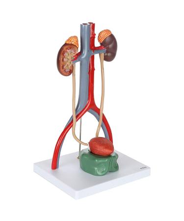 Anatomy Model Body Urine System Model 4-Part Dissected Kidney Structure | Inner Structure of The Bladder Kidneys with Adrenal Glands Urine Conductors and Bladder