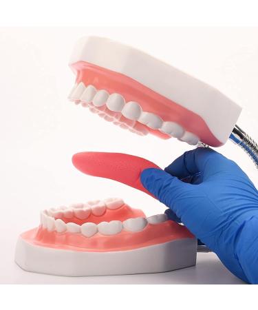 Yunyhao Tooth Model - 6X Enlarged Dental Hygiene Aid with Removable Tongue for Medical Teaching & Training | Ideal for Schools Hospitals and Medicine - Buy Online on GoSupps.com