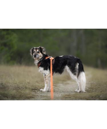 Twinkys Dog Style 35m Rubberized Double Leash - 15mm Wide for Dogs Up to 50kg - No Hand Loop - Made in Germany - Orange - Buy Online on GoSupps.com