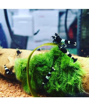 NatureHolic - AlgaePlate Natural Cut - For Herbivores and Weekenders for Shrimp Snails and Catfish in the Aquarium - 10 g - Buy Online on GoSupps.com