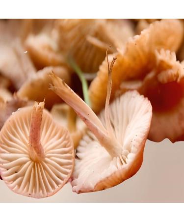  Bontout Mousserons - 400g jar - Buy Online on GoSupps.com