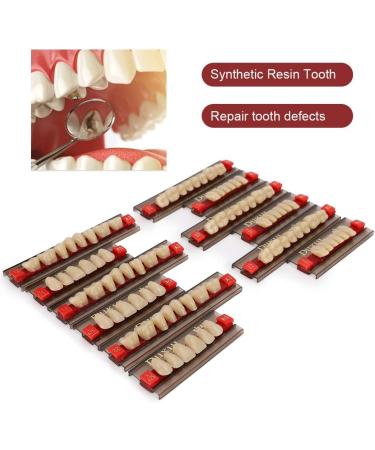 Realistic Synthetic Resin Teeth for Halloween Props | Professional Quality & Fine Workmanship for Model Learning - Buy Online on GoSupps.com