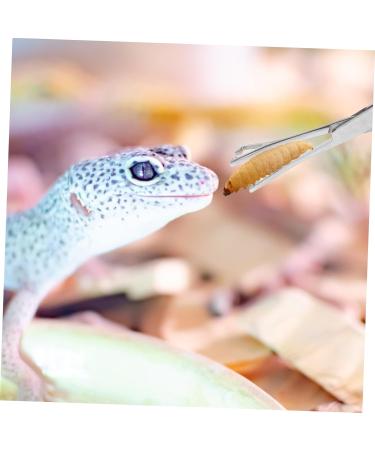 BESPORTBLE Reptile Feeding Clip Cricket Feeder Aquarium Tongs Extra Long Stainless Steel Silver - Buy Online on GoSupps.com