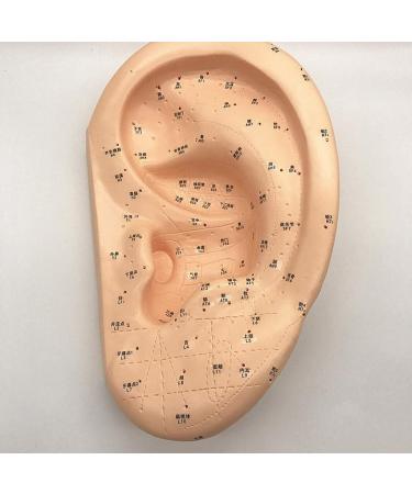Ear Acupuncture Template Template - Human Giant Ear Acupuncture Template - Chinese Medicine Ear Pattern - Buy Online on GoSupps.com
