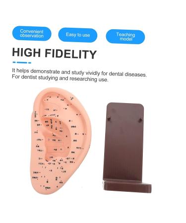 Solustre Ear Massage Model - Natural Size Human Ear Acupoint Tool with Base - Buy Online on GoSupps.com