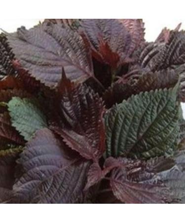 cn herb 250g Perilla Leaves Are Sessile and Dried Perilla - Buy Online on GoSupps.com