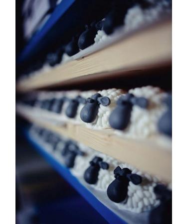 Barn Owl Handmade Irish Soap - Natural Moisturizing Ingredients Cute & Quirky Gift from Ireland Gift-Boxed - Buy Online on GoSupps.com