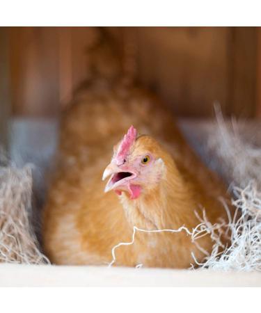 Cackle Hatchery Laying Hen Nest Box Pads - 13x13 (6 Pack) | Premium Quality - Buy Online on GoSupps.com