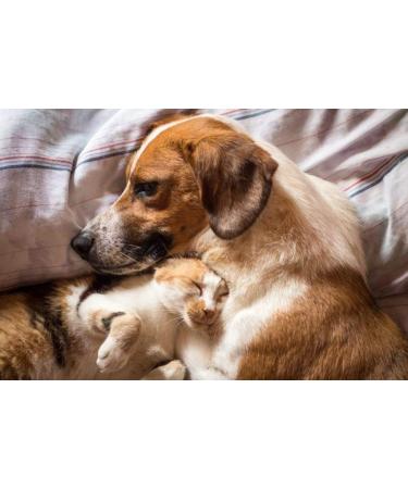 I LOVE MY PETS LLC Urinary Tract cat Supplement - PET Urinary Tract Support - Dogs and Cats - UTI Relief Complex - Cranberry Pills for Cats - 90 Treats (1 Bottle) - Buy Online on GoSupps.com