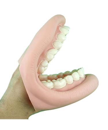 Samnuerly Dental Care Magnification Model Chewing and Brushing Teeth Demonstration Model Suit for School Teaching Aids Laboratory Supplies