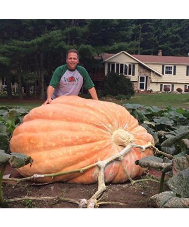 5-2 Humic/Fulvic Acid + Seaweed Extract Wonder Blend 425 Grams Wallace Organic Wonder - Buy Online on GoSupps.com