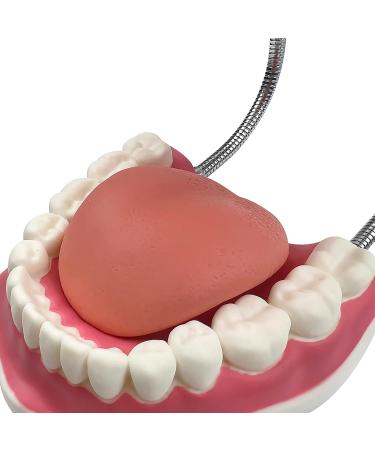 Youya 6-Fold Dental Brushing Teaching Model - Tooth Decay Evolution Display for Educational Use - Buy Online on GoSupps.com