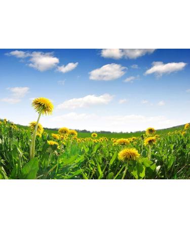 Buy 12000+ GMO-Free Dandelion Seeds | Untreated Herb Plant Collection for Home Garden - International Shipping - Buy Online on GoSupps.com