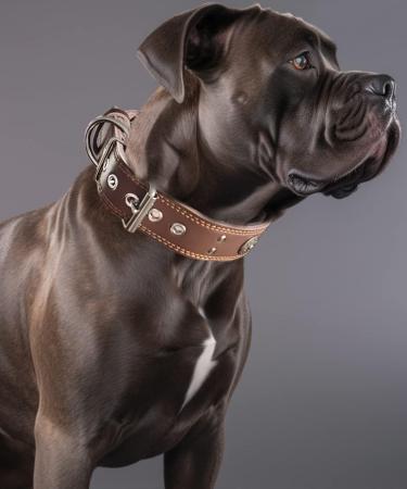 Luxurious Handmade Leather Dog Collar - 5cm Wide for Large & Medium Breeds (42-52cm) - Soft & Durable Brown Neck Band - Buy Online on GoSupps.com