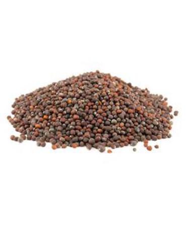 Broccoli Microgreens Seeds 8 oz Bag - Antioxidant-Rich Superfood | COOL BEANS n SPROUTS - Buy Online on GoSupps.com