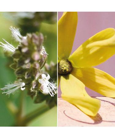  Sensonaturale Sensa Natural Clay Shower Foam Solid Pink Clay - Equivalent to 750ml Liquid - Buy Online on GoSupps.com