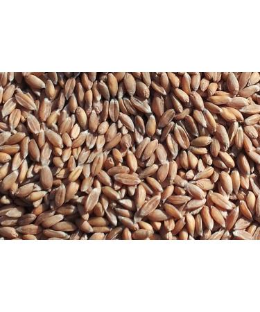 3-Chamber Spelt Pillow 50x20cm - Blue Stars Grain Pillow | Heat & Cold Pad - Buy Online on GoSupps.com